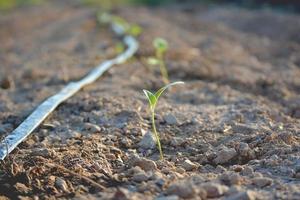 les jeunes plants de semis sur le sol poussent avec une goutte d'eau du système dans la ferme. notion d'agriculture photo