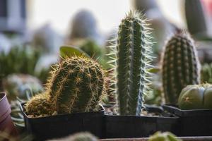 gros plan de cactus à vendre dans un magasin photo