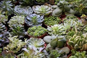 succulentes de différentes sortes à vendre dans un magasin photo