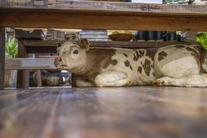 bébé vache en peluche sous un banc dans un magasin photo