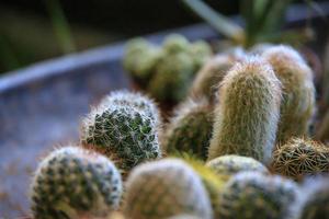 gros plan de cactus à vendre dans un magasin photo