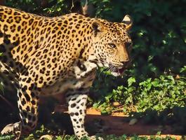 le léopard marche. photo