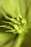 Fleur jaune fleur close up helleborus viridis famille ranunculaceae haute qualité de grande taille des impressions botaniques