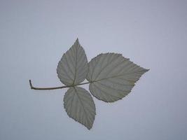 feuilles séchées d'arbres et de plantes herbier sur fond blanc photo