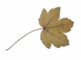 feuilles séchées d'arbres et de plantes herbier sur fond blanc photo