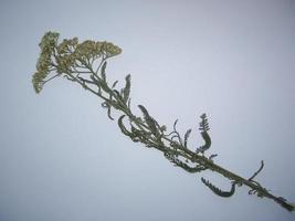 feuilles séchées d'arbres et de plantes herbier sur fond blanc photo