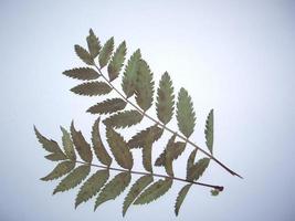 feuilles séchées d'arbres et de plantes herbier sur fond blanc photo