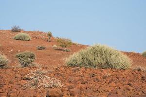 paysage aride au damaraland, en namibie. sol rouge avec des buissons verts.