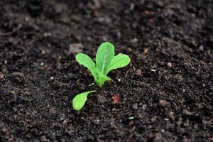 planter des légumes feuille de laitue sur le sol dans le jardin - jeune plante verte en croissance jardinage plantation agriculture concept