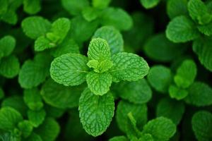 feuille de menthe poivrée dans le fond du jardin - feuilles de menthe fraîche dans une nature d'herbes vertes ou de légumes photo