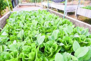 Légumes frais feuille de laitue dans le jardin green house food jardinage de légumes biologiques attendre récolté pour la salade verte nourriture saine
