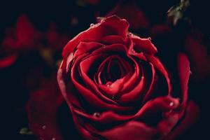 bouquet de fleurs roses rouges sur fond sombre gros plan fleurs de fond rose naturel frais amour romantique saint valentin photo