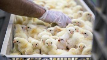 poussins qui viennent de naître sur un plateau, entreprise de volaille. entreprise d'élevage de poulets avec une haute agriculture et utilisant la technologie sur l'agriculture pour sélectionner la ligne de processus de genre de poulet photo