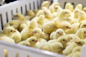 poussins qui viennent de naître sur un plateau, entreprise de volaille. entreprise d'élevage de poulets avec une haute agriculture et utilisant la technologie sur l'agriculture pour sélectionner la ligne de processus de genre de poulet photo