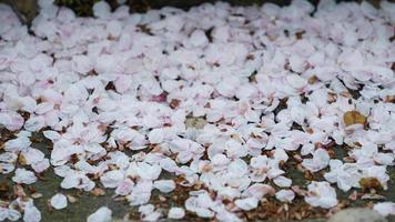 les belles fleurs de cerisier qui fleurissent dans le parc en chine au printemps photo