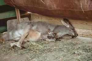 Kangourou de mère femelle avec un bébé dans sa poche au zoo photo