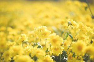 fond de champ de fleurs jaunes. fleur de chrysanthème photo