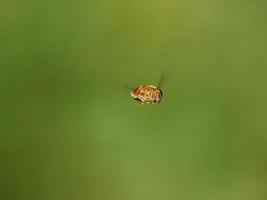 Mouche syrphe, eristalinus taeniops, près de xativa, espagne photo