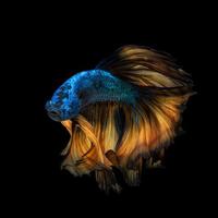 poisson betta ou poisson de combat siamois en mouvement isolé sur fond noir. photo