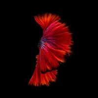 beaux-arts abstraits de la queue de poisson en mouvement du poisson betta ou du poisson de combat siamois isolé sur fond noir photo