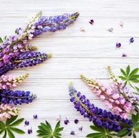 fleurs de lupin roses et violettes photo