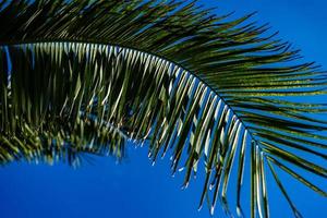 feuilles de palmier vertes photo