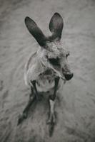 kangourou sur sol de sable photo