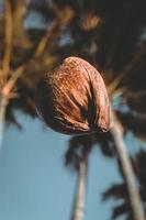 noix de coco tombant d'un arbre photo