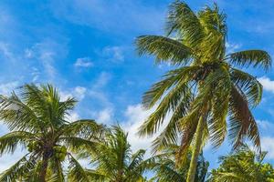 palmiers tropicaux avec ciel bleu rio de janeiro brésil. photo