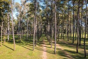 vue aérienne de pins avec la lumière du soleil brille dans la forêt dans la zone de conservation photo