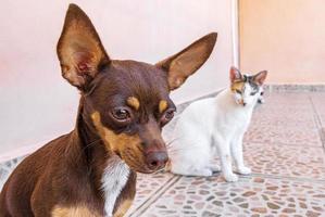 portrait de chien chihuahua brun mexicain tout en pensant à beaucoup de mexique. photo