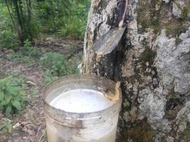 le processus d'extraction de la sève de caoutchouc des arbres photo