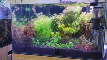 aqua scape avec diverses plantes photo