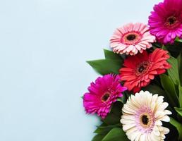 fleurs de gerbera lumineuses sur fond bleu photo