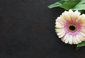 Fleur de gerbera lumineuse sur fond noir photo