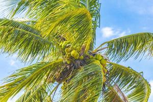 palmiers tropicaux avec ciel bleu rio de janeiro brésil. photo