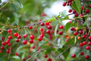 branche avec mûr rouge juteux cerises sur une arbre dans une jardin. photo