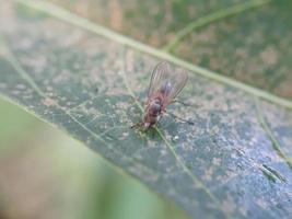 Close up d'insectes sur la feuille avec un arrière-plan défocalisé photo