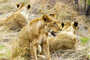 lions au safari dans le parc national de mpumalanga kruger en afrique du sud. photo