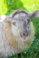 mignon mouton laineux marron dans le pré, hemsedal, viken, norvège. photo