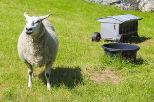 Moutons laineux blancs dans le pré, Hemsedal, Viken, Norvège