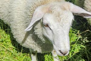 Moutons laineux blancs dans le pré, Hemsedal, Viken, Norvège photo