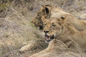 lions dans le parc national kruger en afrique du sud. safari à mpumalanga.