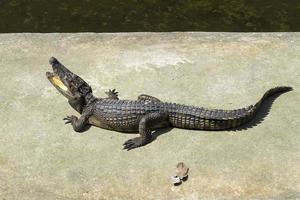 crocodile au soleil.