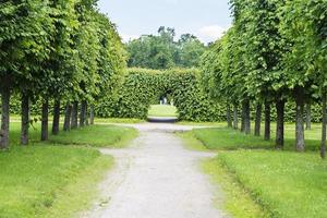 route le long des arbres dans le parc de la ville de moscou. photo