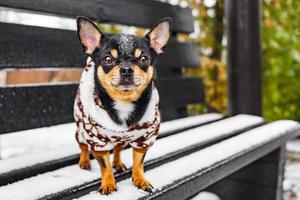 un chien chihuahua se dresse sur un banc en hiver par temps de neige en vêtements. animal, animal de compagnie. photo