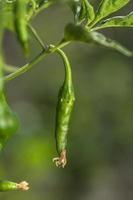 piment vert biologique sur une jeune plante au champ de la ferme, concept de récolte. photo