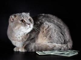 British fold cat et billets d'un dollar sur fond noir photo