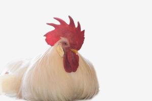 entreprise d'élevage de poulets de chair avec un groupe de poulets blancs dans une ferme d'habitation moderne de stock parental. photo