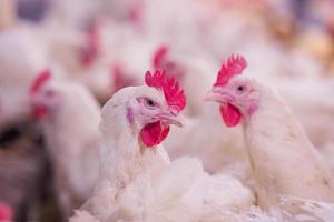 entreprise d'élevage de poulets de chair avec un groupe de poulets blancs dans une ferme d'habitation moderne de stock parental. photo